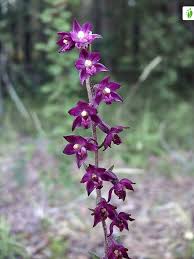 Attēlu rezultāti vaicājumam “Epipactis atrorubens fruit”