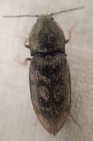 Attēlu rezultāti vaicājumam “Prosternon tessellatum”