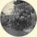 Dataja:Cyperus papyrus Anapo 1901.jpg - Wikipedija