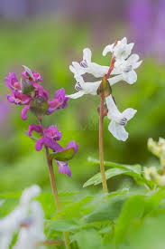 Attēlu rezultāti vaicājumam “Corydalis cava leaf”