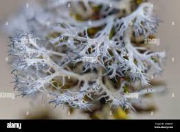 Attēlu rezultāti vaicājumam “Anaptychia ciliaris”