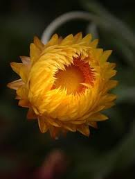 Image result for Helichrysum subulifolium