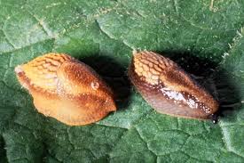 Attēlu rezultāti vaicājumam “Arion lusitanicus adult”