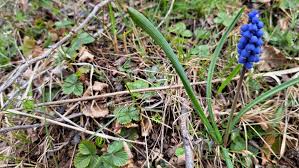 Attēlu rezultāti vaicājumam “Muscari botryoides leaf”