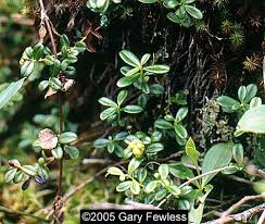 Attēlu rezultāti vaicājumam “Vaccinium vitis-idaea”