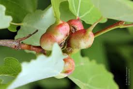 Attēlu rezultāti vaicājumam “Contarinia petioli”