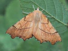 Attēlu rezultāti vaicājumam “Ennomos autumnaria”