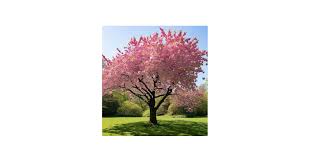 Attēlu rezultāti vaicājumam “Prunus (sakura)”