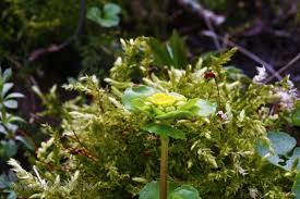 Attēlu rezultāti vaicājumam “Chrysosplenium alternifolium fruit”