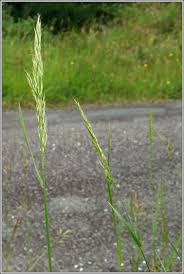 Attēlu rezultāti vaicājumam “Trisetum flavescens”