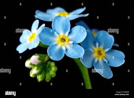 Attēlu rezultāti vaicājumam “Myosotis scorpioides bud”