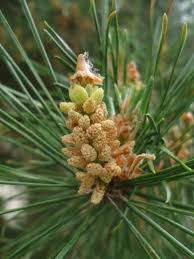 Attēlu rezultāti vaicājumam “Pinus sylvestris male flower”