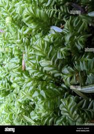 Attēlu rezultāti vaicājumam “Plagiochila porelloides sporophyte”