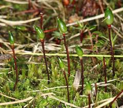 Attēlu rezultāti vaicājumam “Buxbaumia aphylla sporophyte”