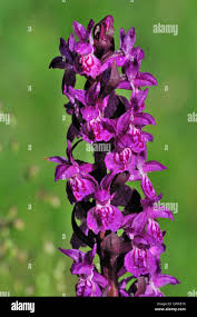 Attēlu rezultāti vaicājumam “Dactylorhiza majalis subsp. baltica flower”