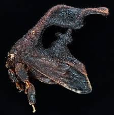 Attēlu rezultāti vaicājumam “Membracidae”