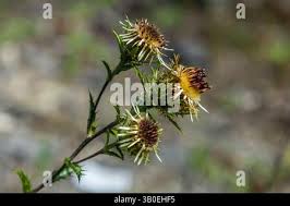 Attēlu rezultāti vaicājumam “Carlina biebersteinii”