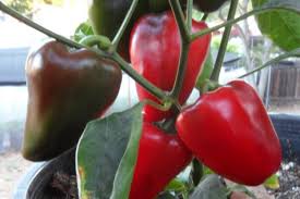 Afbeeldingsresultaat voor hungarian sweet apple sweet pepper