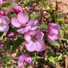 Attēlu rezultāti vaicājumam “Malus purpurea”