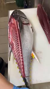 Image result for Thunnus maccoyii