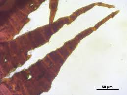 Attēlu rezultāti vaicājumam “Schistidium robustum”