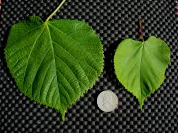 Attēlu rezultāti vaicājumam “Tilia x moltkei leaf”