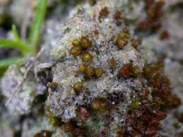 Attēlu rezultāti vaicājumam “Acaulon muticum sporophyte”