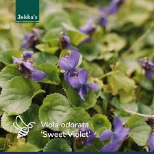 Image result for Viola odorata