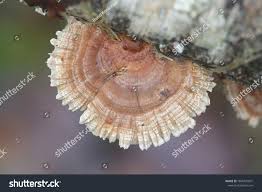 Attēlu rezultāti vaicājumam “Trametes ochracea”