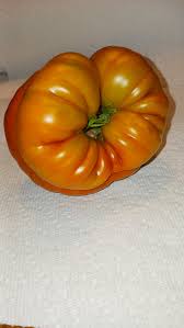 Afbeeldingsresultaat voor marmande jaune tomato