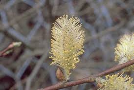 Attēlu rezultāti vaicājumam “Salix caprea”