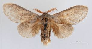 Attēlu rezultāti vaicājumam “Stauropus fagi”