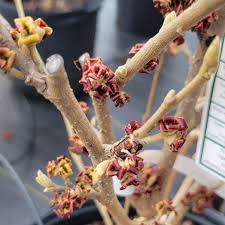 Attēlu rezultāti vaicājumam “Hamamelis japonica bud”
