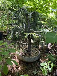 Attēlu rezultāti vaicājumam “Picea abies leaf”