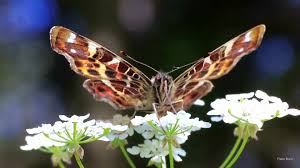 Attēlu rezultāti vaicājumam “Araschnia levana upperside”