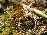 Attēlu rezultāti vaicājumam “Physcomitrium pyriforme”