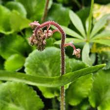 Attēlu rezultāti vaicājumam “Saxifraga cymbalaria fruit”