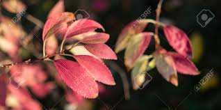 Attēlu rezultāti vaicājumam “Laburnum alpinum leaf”