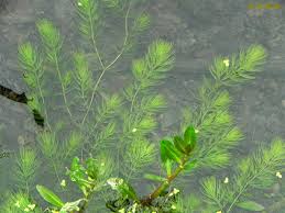 「金魚藻」的圖片搜尋結果