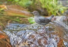 Attēlu rezultāti vaicājumam “Cinclus cinclus adult”