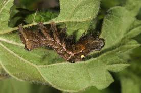 Attēlu rezultāti vaicājumam “Abrostola triplasia”