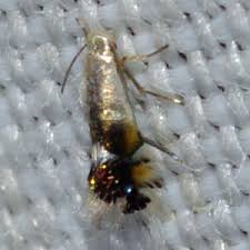 Attēlu rezultāti vaicājumam “Incurvariidae”