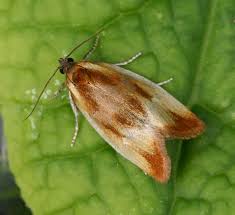 Attēlu rezultāti vaicājumam “Eulia ministrana”