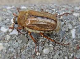 Attēlu rezultāti vaicājumam “Amphimallon solstitiale imago”