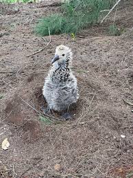 Image result for albatross dead chick