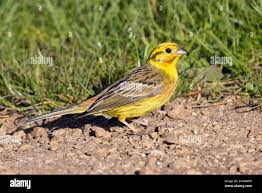 Attēlu rezultāti vaicājumam “Emberiza citrinella adult”