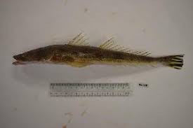 Image result for Platycephalus richardsoni