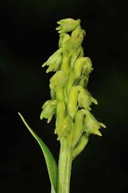 Attēlu rezultāti vaicājumam “Herminium monorchis flower”