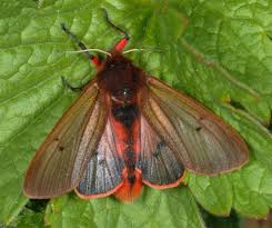 Attēlu rezultāti vaicājumam “Phragmatobia fuliginosa”