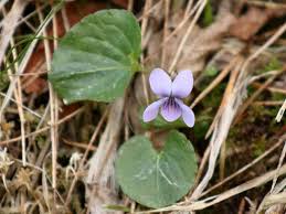 Attēlu rezultāti vaicājumam “Viola epipsila”